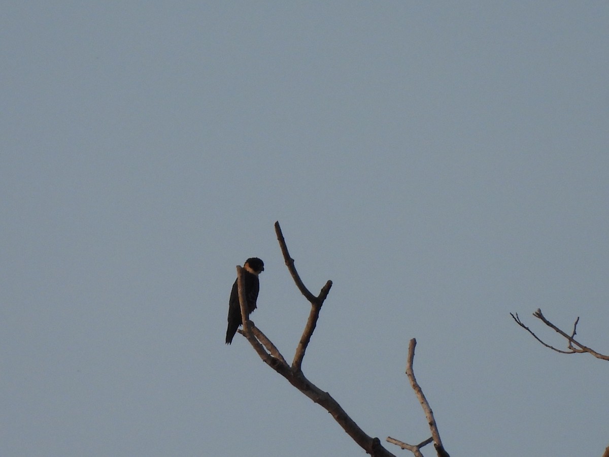 Bat Falcon - ML644229229