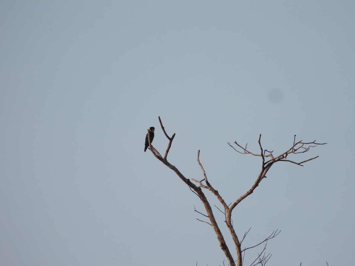 Bat Falcon - ML644229231