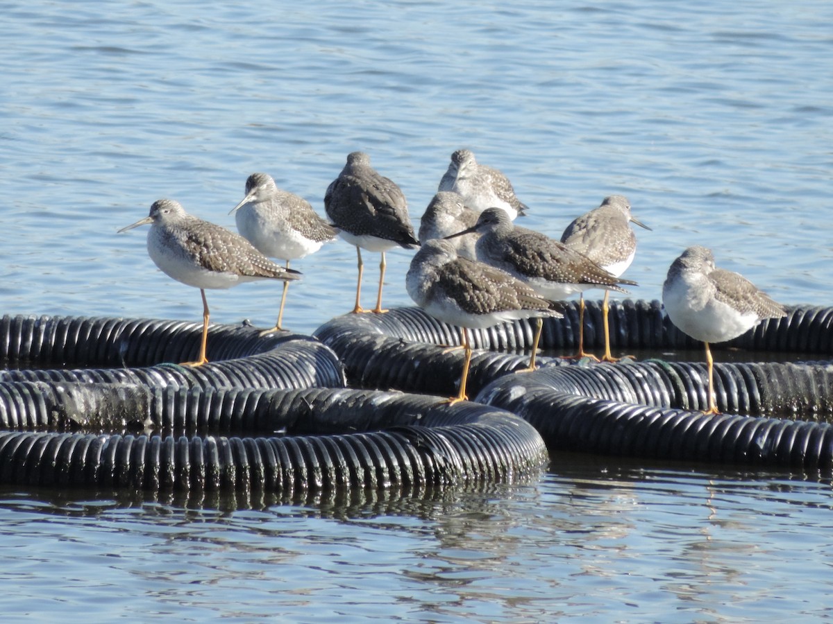 Greater Yellowlegs - ML644229236