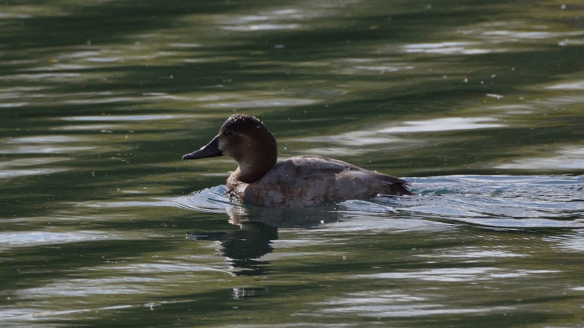 taffeland - ML644229238