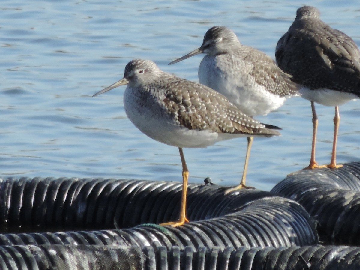 Greater Yellowlegs - ML644229239