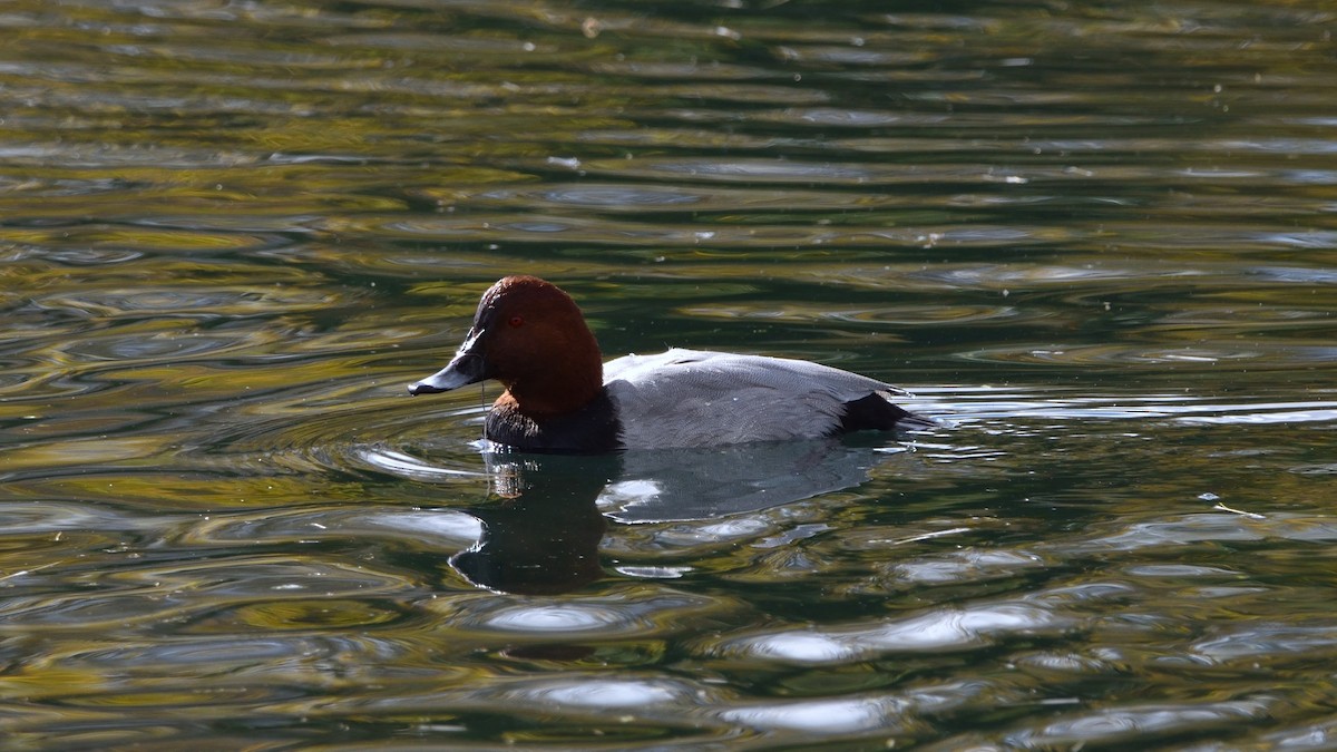 taffeland - ML644229242