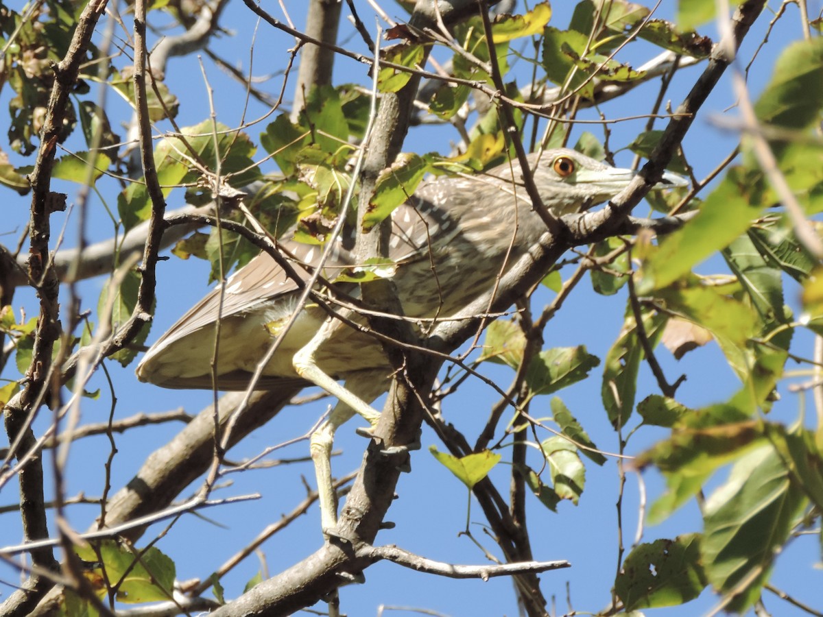 Black-crowned Night Heron - ML644229247