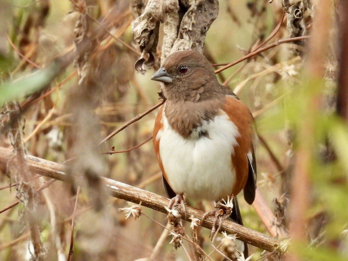 Eastern Towhee - ML644229254