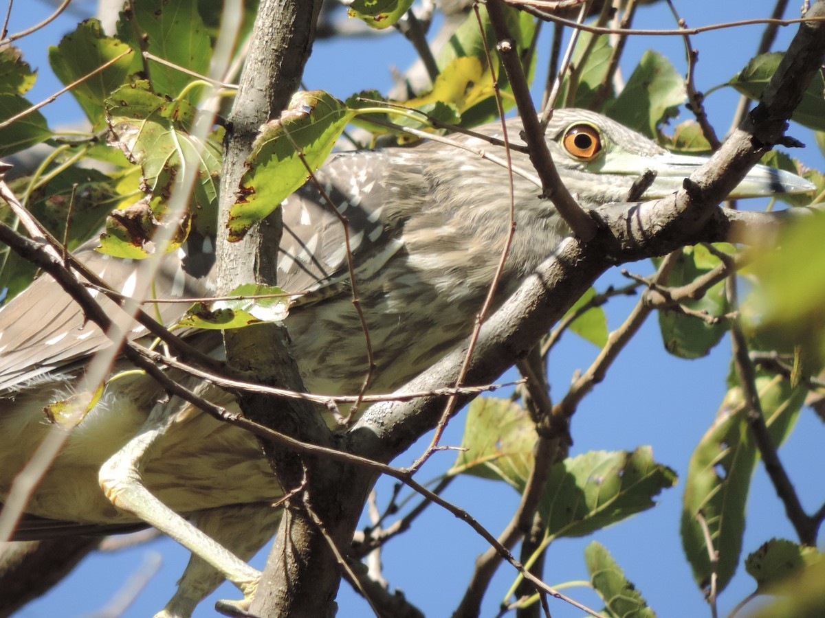Black-crowned Night Heron - ML644229255