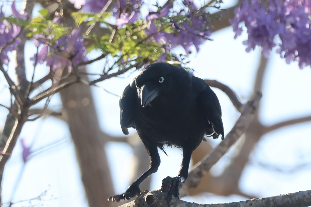 Torresian Crow - ML644229256