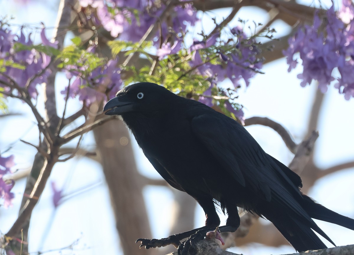 Torresian Crow - ML644229257