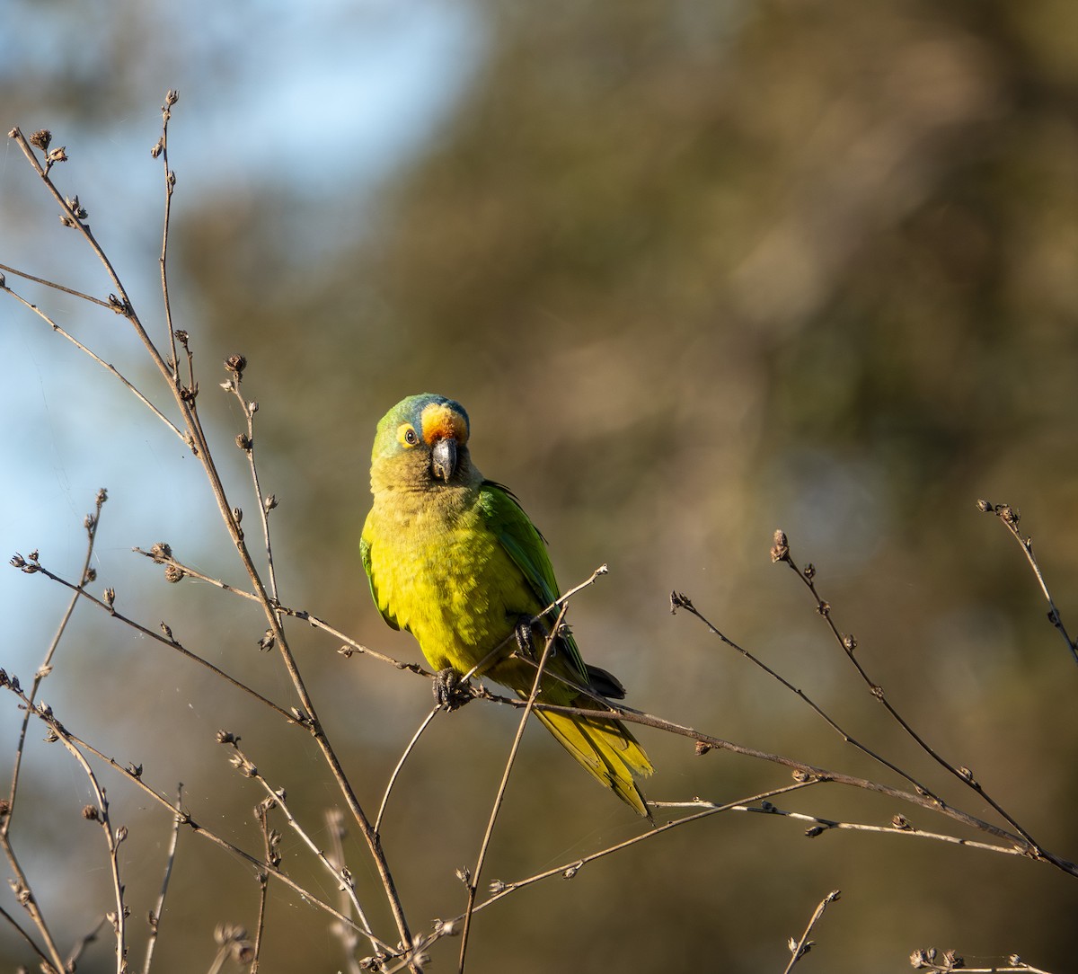 Peach-fronted Parakeet - ML644229260