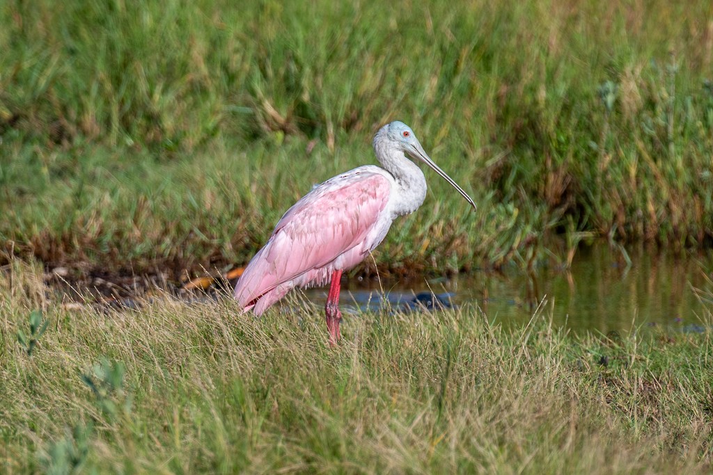 Roseate Spoonbill - ML644229265