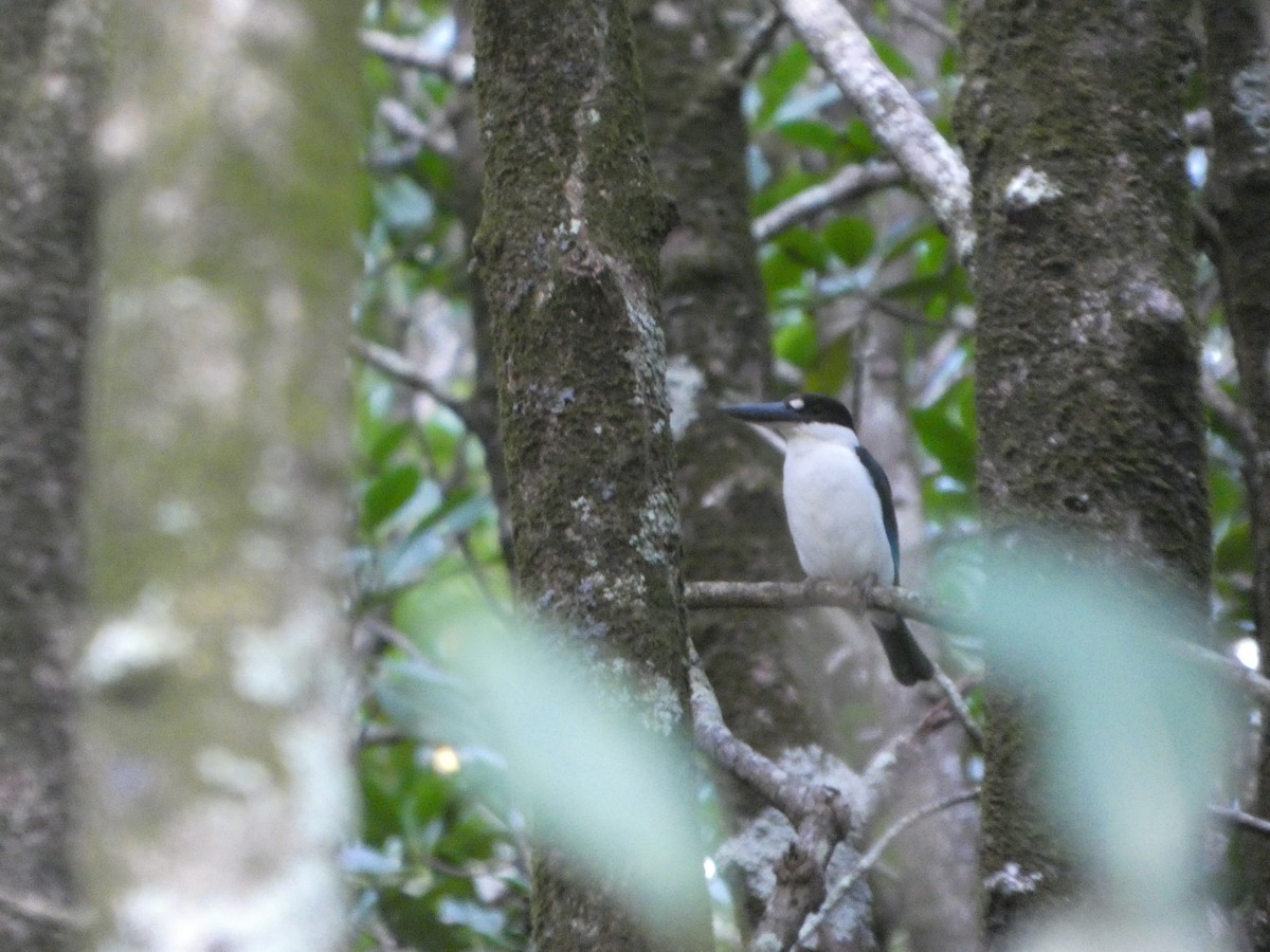 Torresian Kingfisher - ML644229296