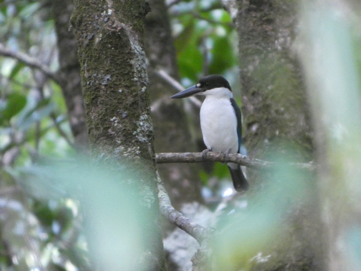 Torresian Kingfisher - ML644229297
