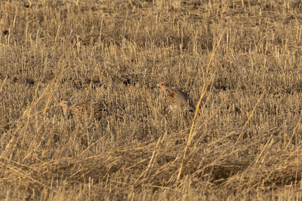 rapphøne - ML644229299