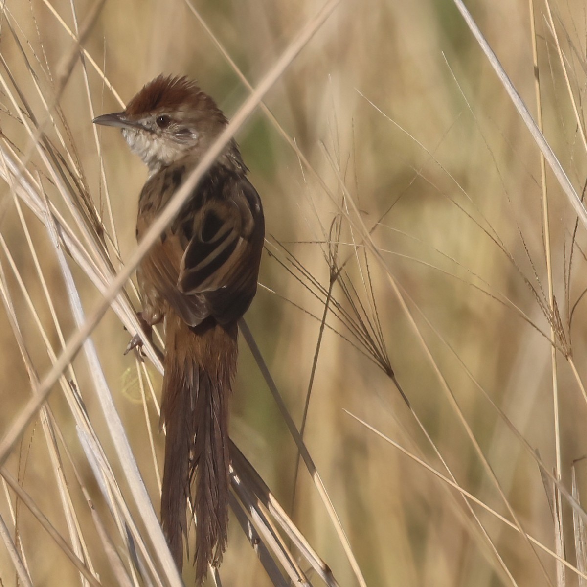 Матата руда - ML644229307