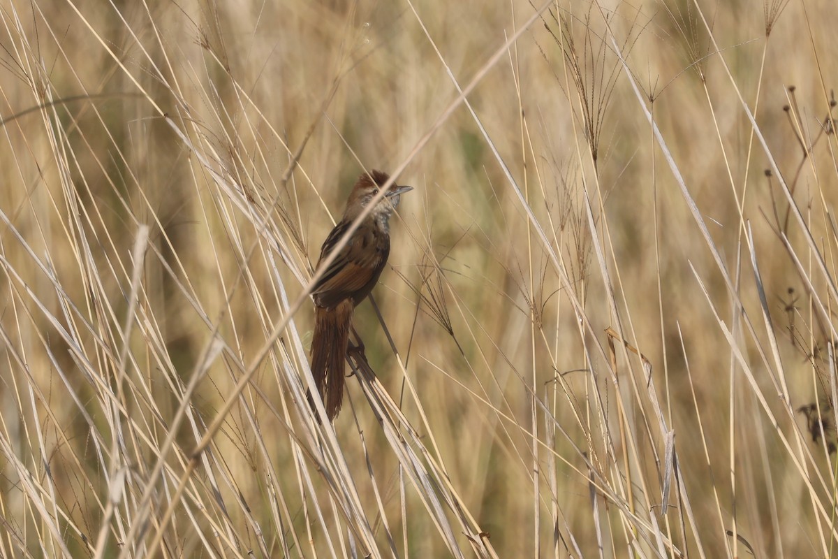 Матата руда - ML644229308