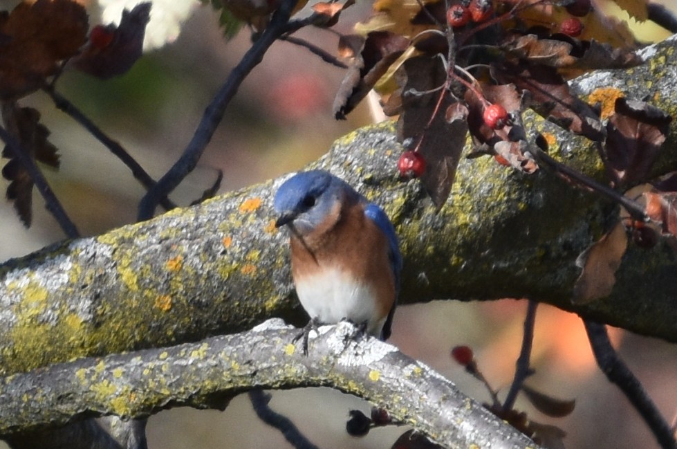 Eastern Bluebird - ML644229309