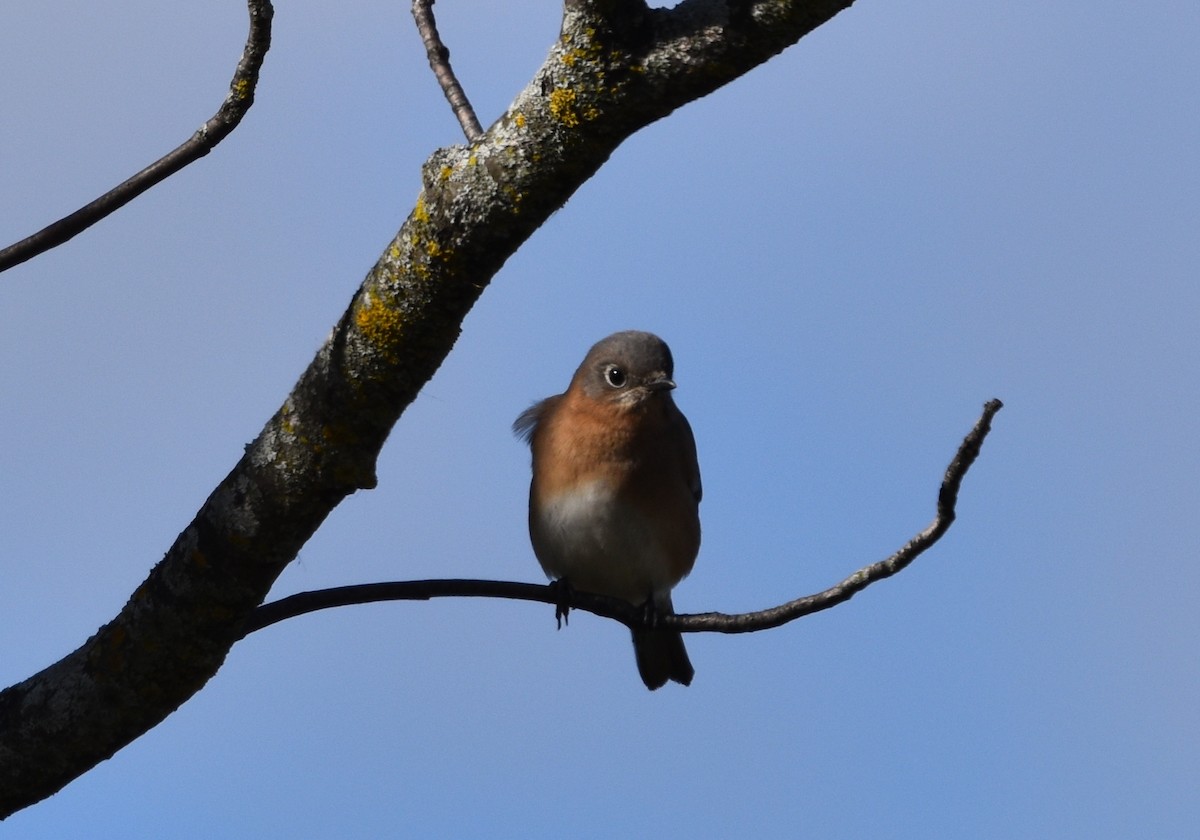 Eastern Bluebird - ML644229310