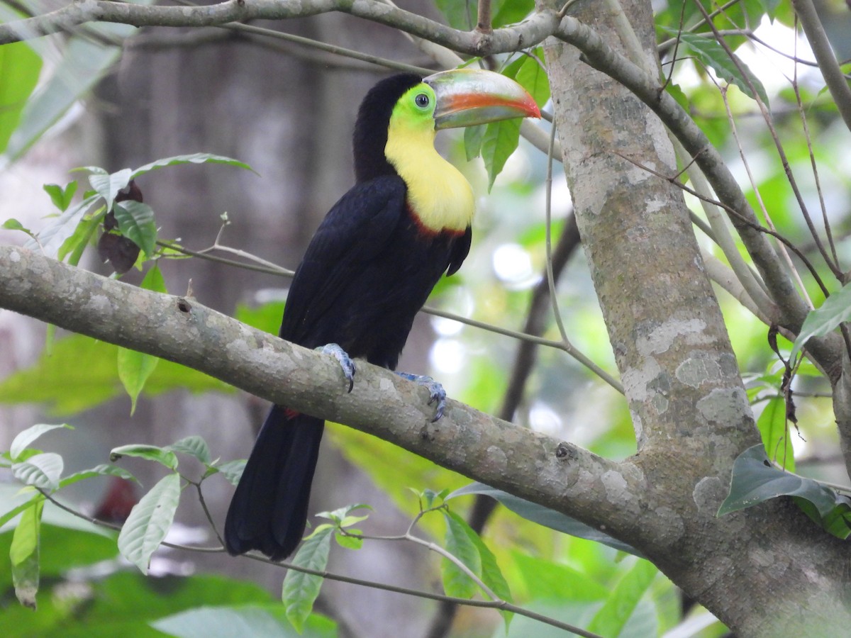 tukan středoamerický - ML644229311