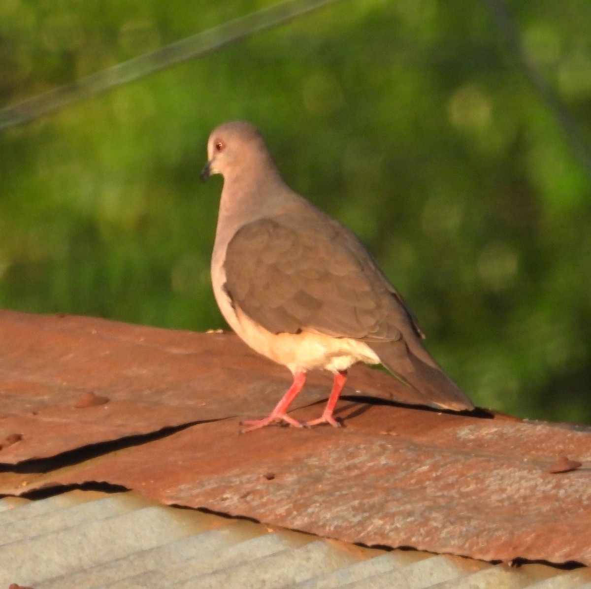 White-tipped Dove - ML644229314