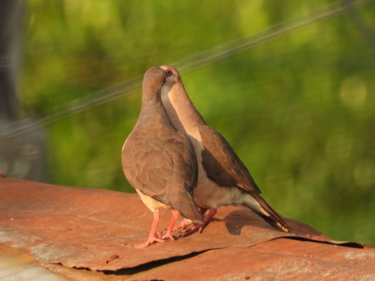 White-tipped Dove - ML644229315