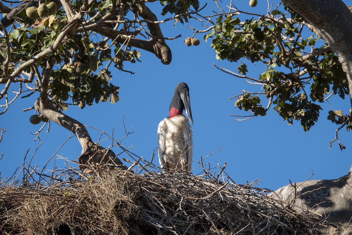 Jabiru - ML644229321