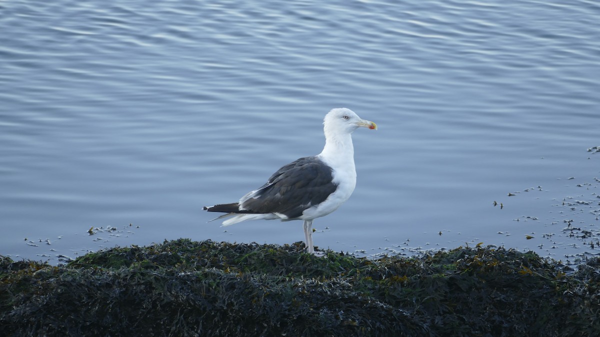 Great Black-backed Gull - ML644229341