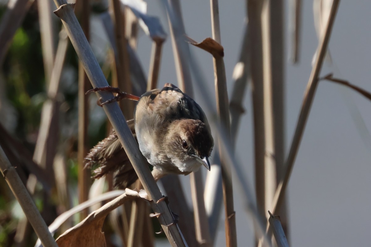 Матата руда - ML644229344