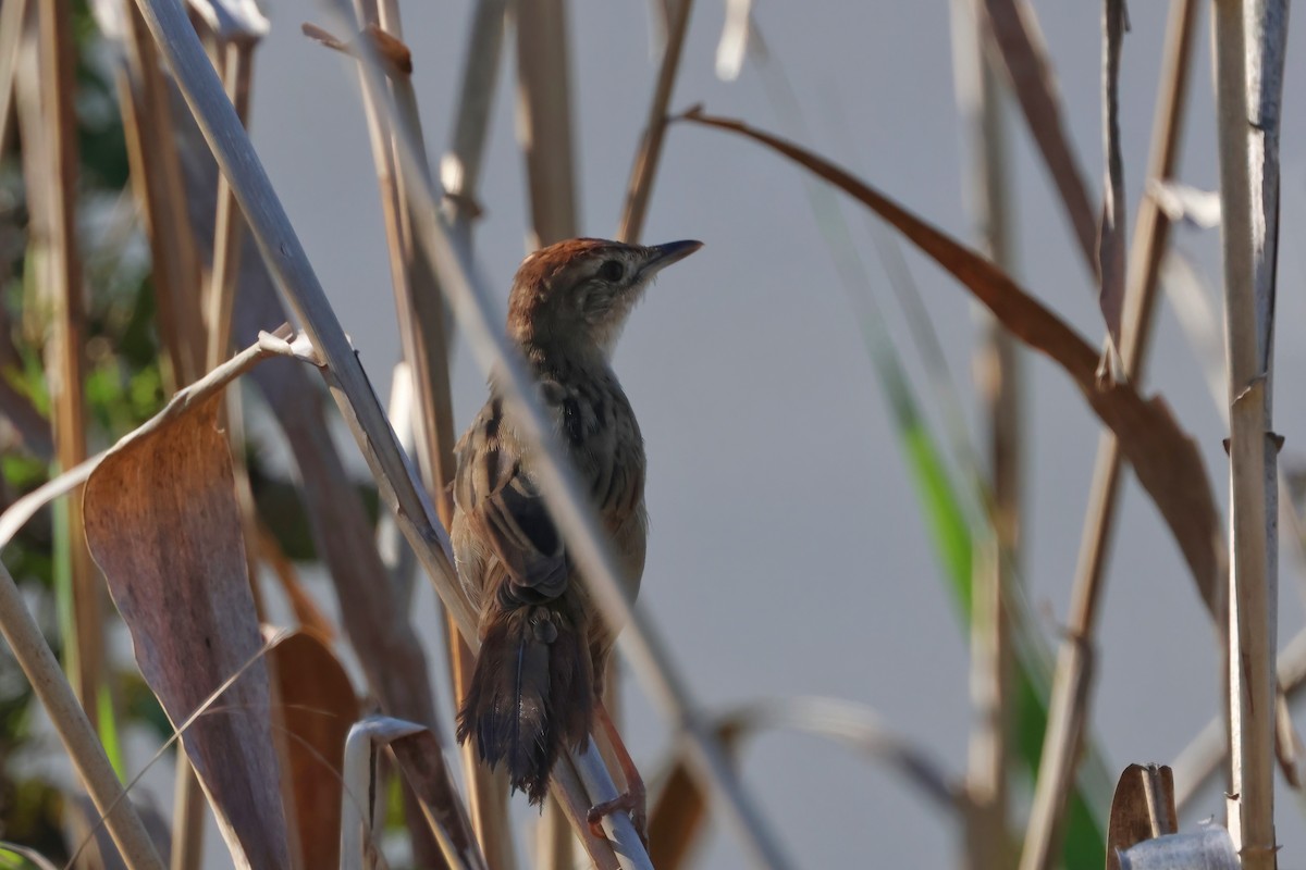 Матата руда - ML644229345