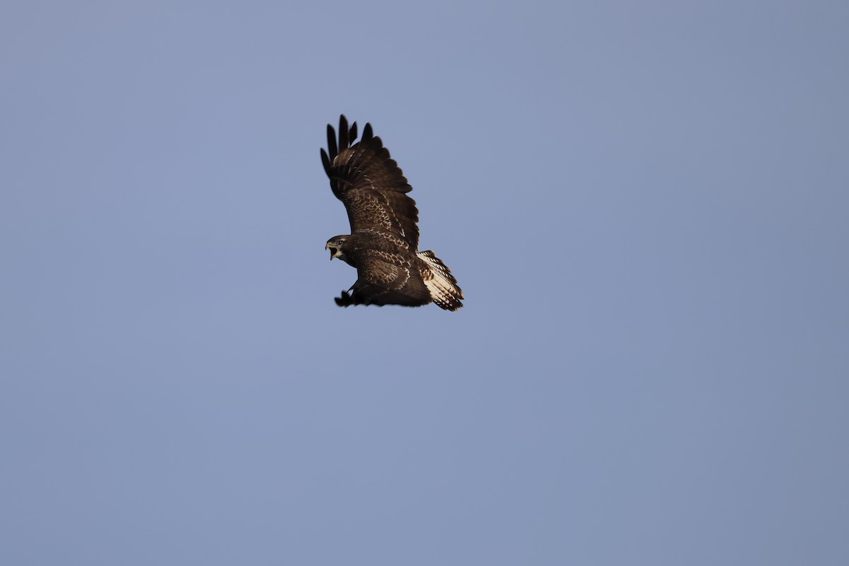Common Buzzard - ML644229366
