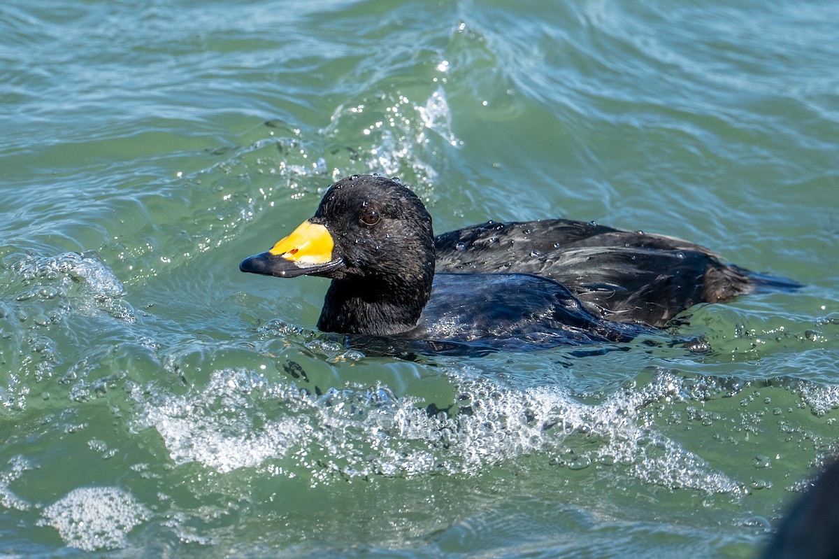 Black Scoter - ML644229367