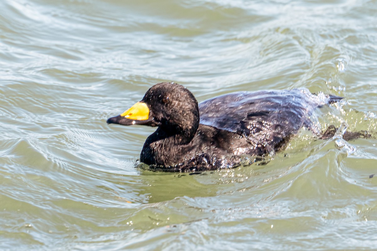 Black Scoter - ML644229368