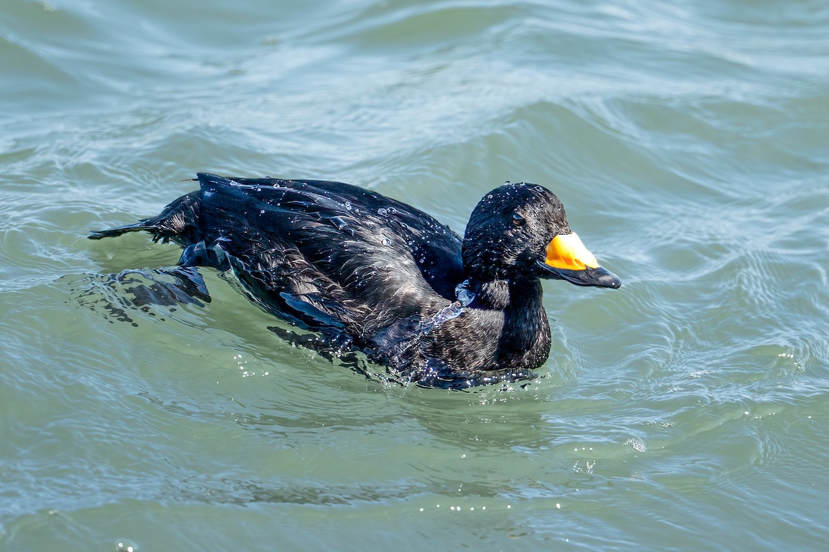 Black Scoter - ML644229369