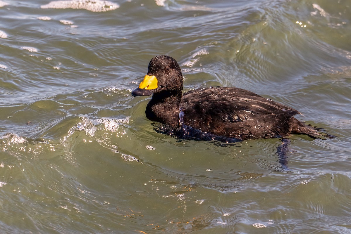 Black Scoter - ML644229370