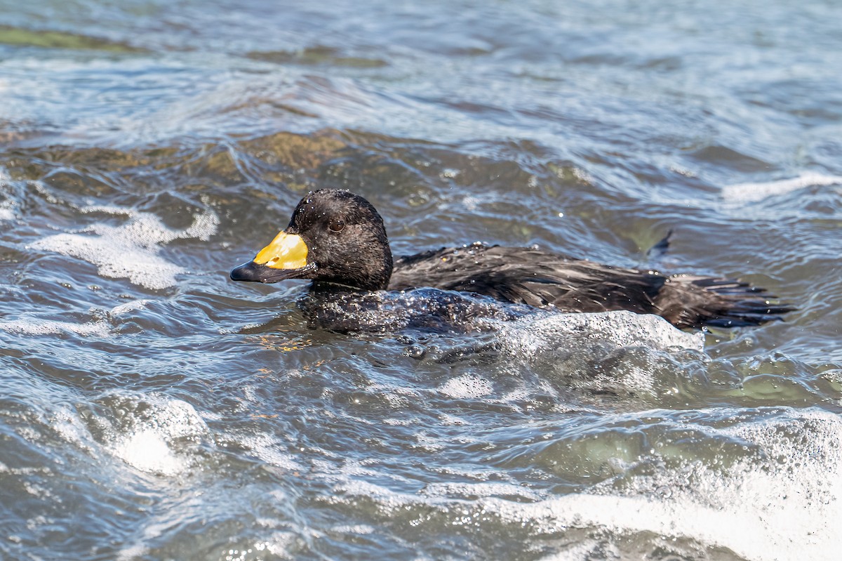 Black Scoter - ML644229371