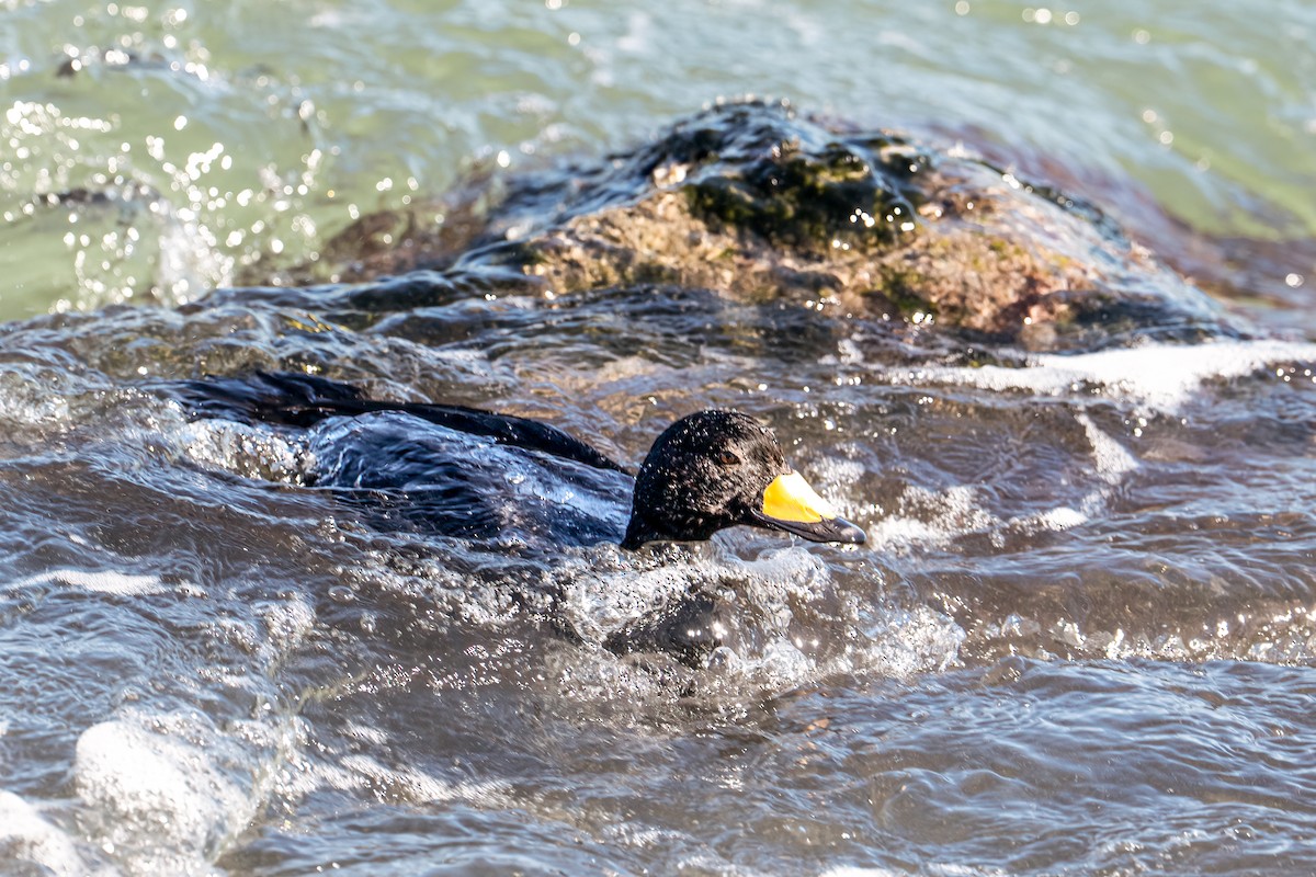 Black Scoter - ML644229372