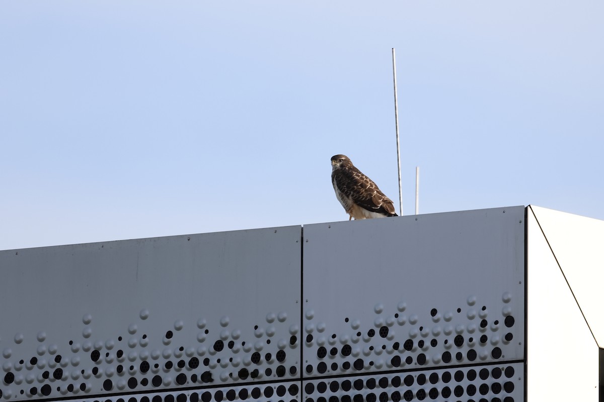 Common Buzzard - ML644229377