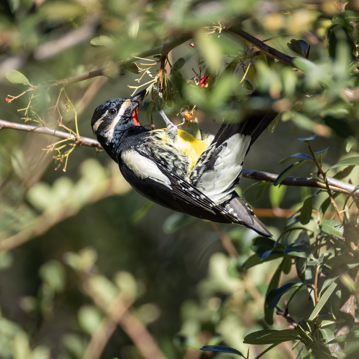 Williamson's Sapsucker - ML644229384