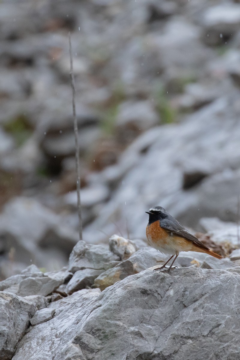 Эгэл гал сүүлт - ML644229424