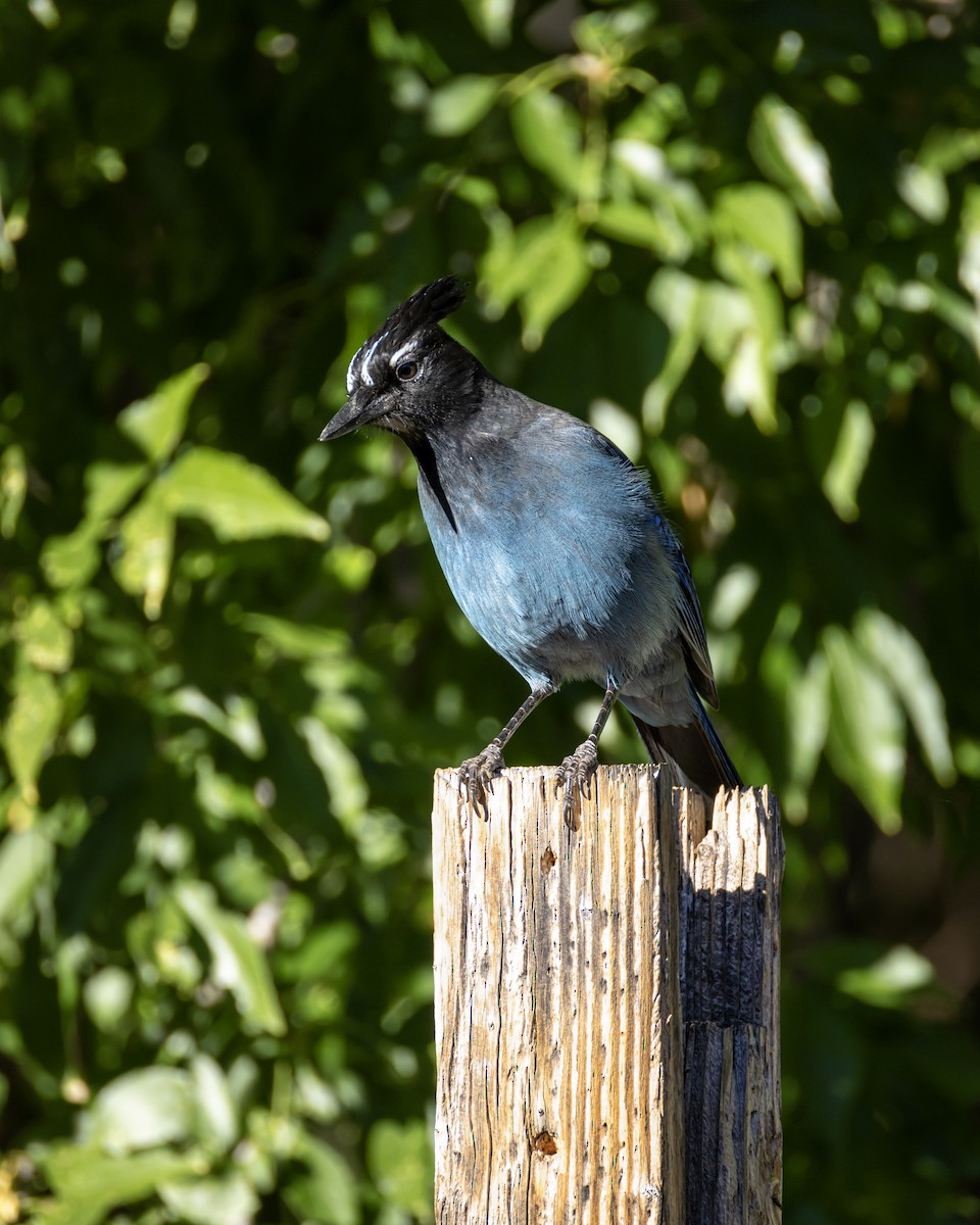 Steller's Jay - ML644229426
