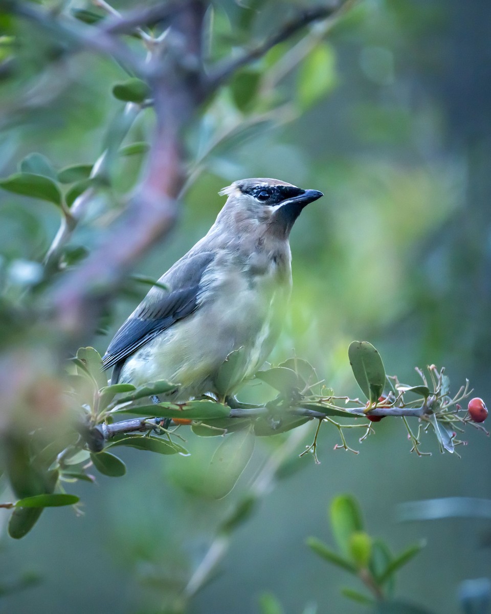 Cedar Waxwing - ML644229434