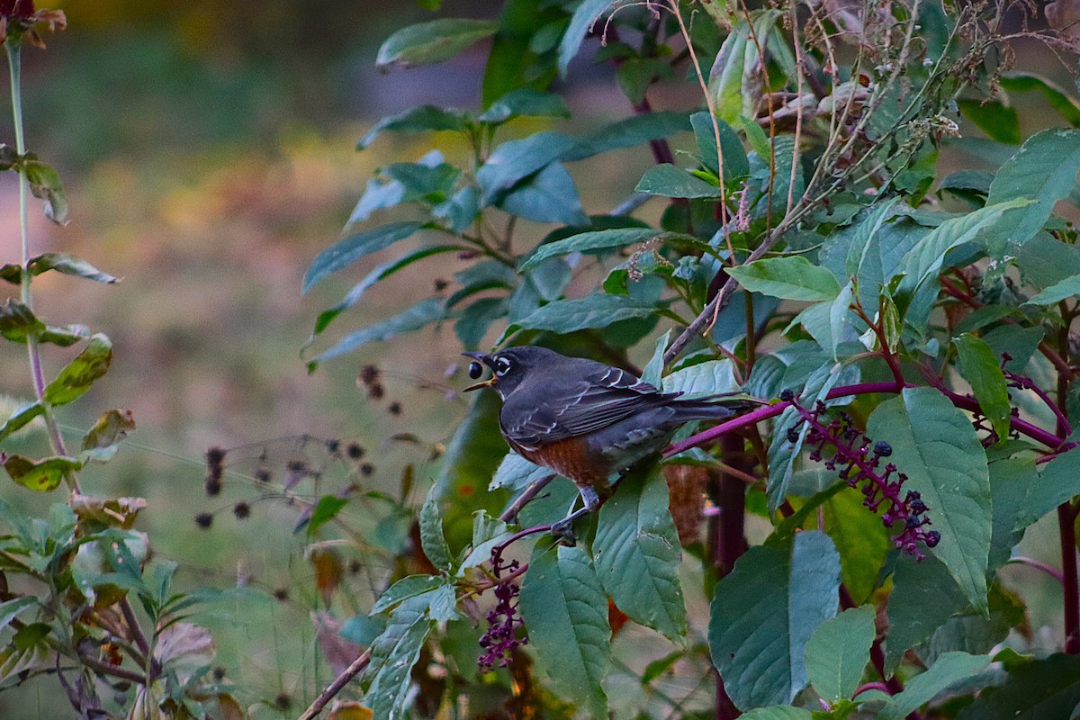 American Robin - ML644229451