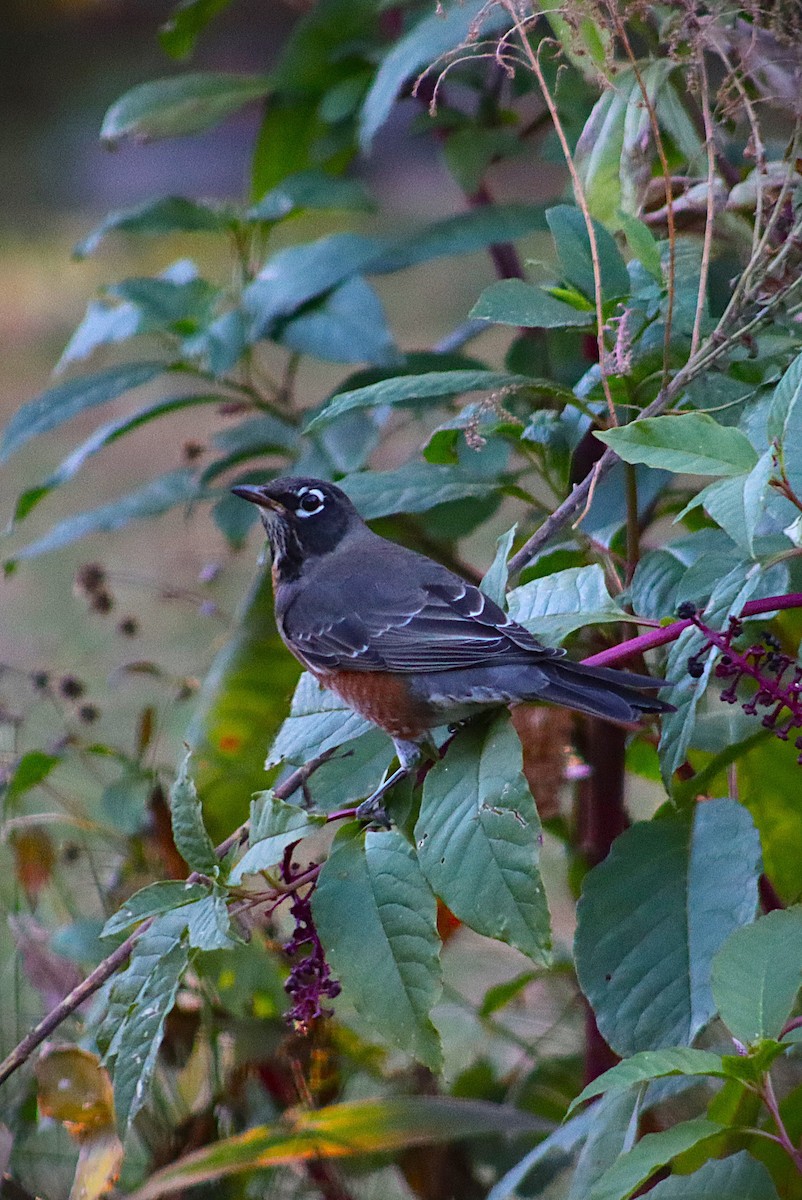 American Robin - ML644229471