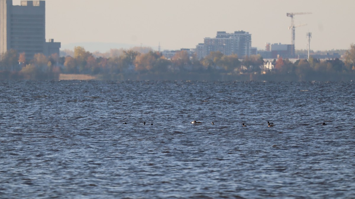 Морская чернеть - ML644229492