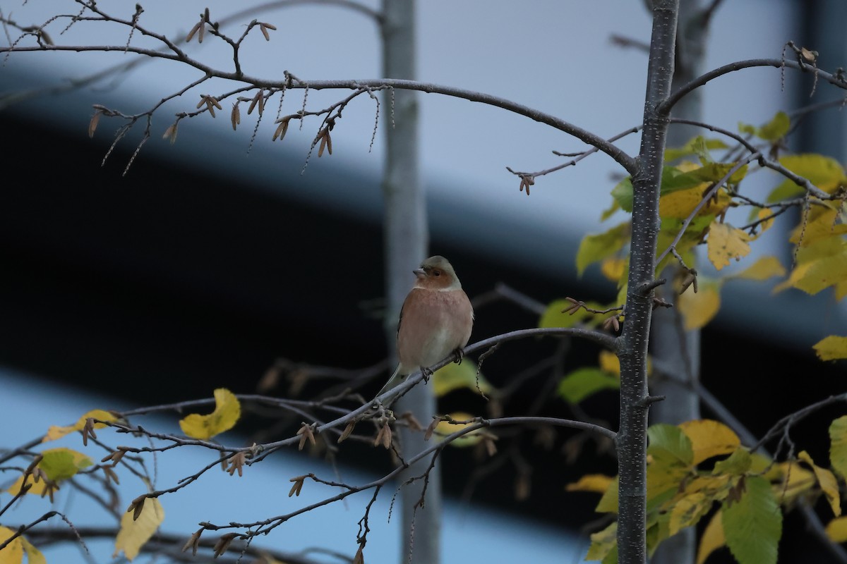 Common Chaffinch - ML644229501