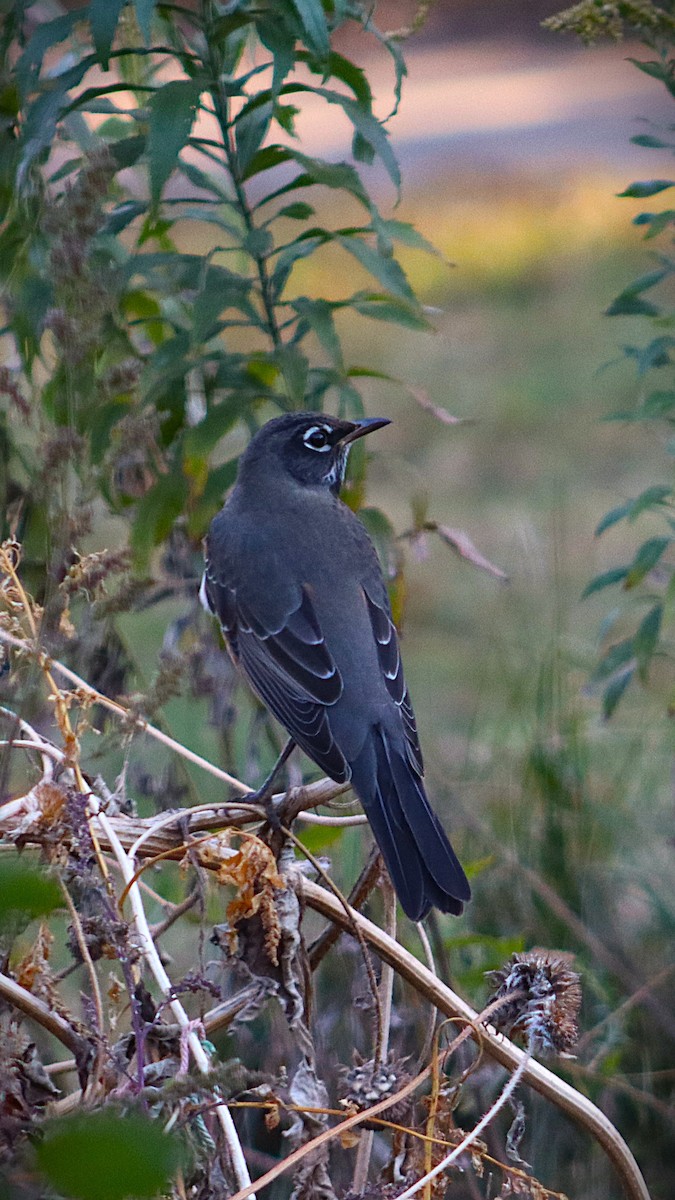 American Robin - ML644229508