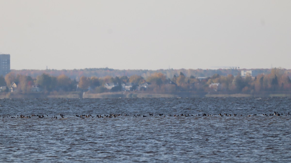 Морская чернеть - ML644229510