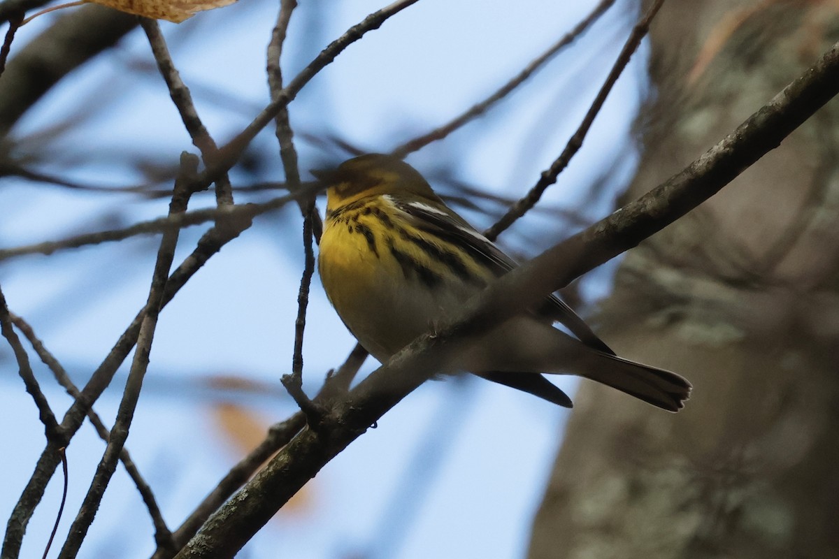 Townsend's Warbler - ML644229511