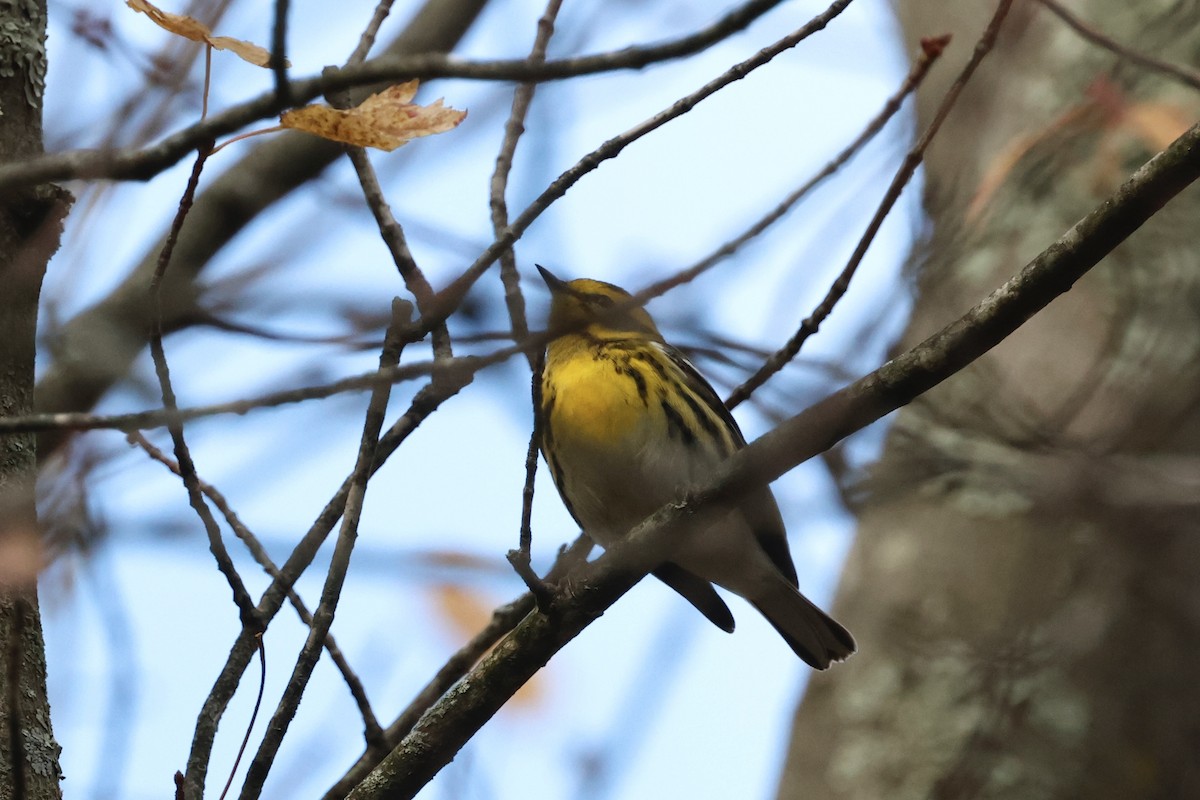 Townsend's Warbler - ML644229512