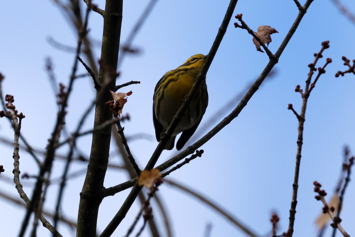 Townsend's Warbler - ML644229513