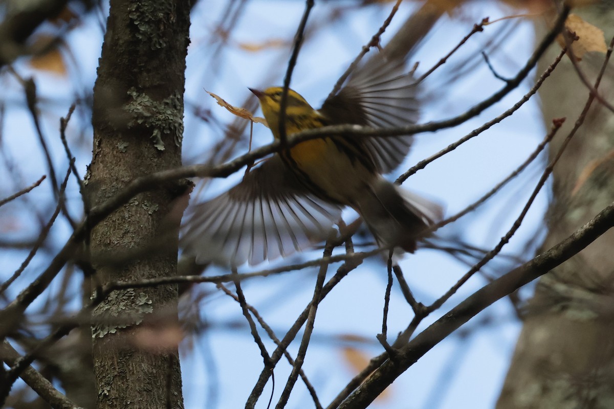 Townsend's Warbler - ML644229514