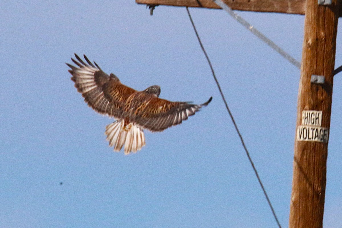 káně královská - ML644229515